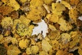 Autumn carpet of yellow leaves Royalty Free Stock Photo