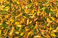 Autumn carpet of yellow and orange leaves on a green grass