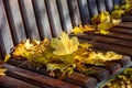 Autumn. A carpet of yellow and red maple leaves on a bench. Yellow maple leaves lie on a park bench Royalty Free Stock Photo