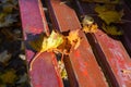 Autumn. A carpet of yellow and red maple leaves on a bench. Yellow maple leaves lie on a park bench Royalty Free Stock Photo