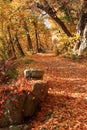 Autumn Carriage Road Royalty Free Stock Photo