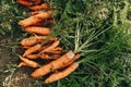 Autumn carrot harvest in your own garden 1