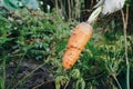 Autumn carrot harvest in your own garden