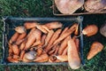 Autumn carrot harvest in your own garden