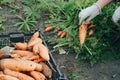 Autumn carrot harvest in your own garden