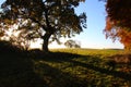 Autumn casts its shadow