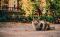 Autumn cat portrait in the city Royalty Free Stock Photo