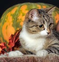 Autumn cat with pumpkin Royalty Free Stock Photo