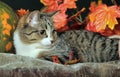 Autumn cat with pumpkin Royalty Free Stock Photo
