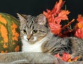 Autumn cat with pumpkin Royalty Free Stock Photo