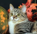 Autumn cat with pumpkin Royalty Free Stock Photo