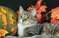 Autumn cat with pumpkin Royalty Free Stock Photo