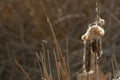 Autumn cattails going to seed