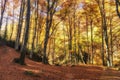 Autumn in Central Balkan national park in Bulgaria Royalty Free Stock Photo