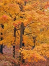 Autumn in Central Park Royalty Free Stock Photo