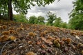 Autumn, centuries-old chestnut forest in the Tuscan mountains. Time for the chestnut harvest. Royalty Free Stock Photo