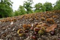 Autumn, centuries-old chestnut forest in the Tuscan mountains. Time for the chestnut harvest. Royalty Free Stock Photo