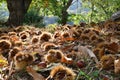 Autumn, centuries-old chestnut forest in the Tuscan mountains. Time for the chestnut harvest. Close up of chestnuts and hedgehogs Royalty Free Stock Photo