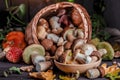 Autumn Cep Mushrooms. Basket with porcini mushrooms on the background of a tree. Close -up on wood rustic table. Cooking delicious Royalty Free Stock Photo