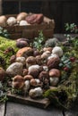 Autumn Cep Mushrooms. Ceps Boletus edulis over Wooden Background with moss, close up. Gourmet food