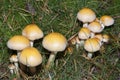 Autumn Cep Mushrooms in the naature