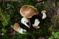 Autumn Cep Mushrooms. Wild penny bun, cep, porcino or porcini in forest Royalty Free Stock Photo