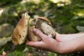 Autumn Cep Mushrooms. Wild penny bun, cep, porcino or porcini in forest Royalty Free Stock Photo