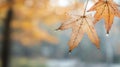 Autumn charm: Simple and elegant banner featuring fall leaves and ample copy space, creating a refined visual effect