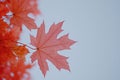 Autumn charm: Simple and elegant banner featuring fall leaves and ample copy space, creating a refined visual effect