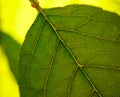 Autumn Cherry Leave Over Bright Background