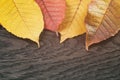 Autumn cherry leaves on wood background