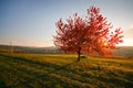 Autumn cherry tree, Czech Republic. Royalty Free Stock Photo