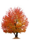 Autumn cherry tree isolated on white Royalty Free Stock Photo