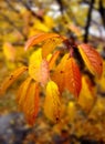 Autumn cherry-tree leaves