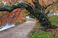 Autumn Cherry Tree Potomac Tidal Basin Washington DC