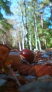 Autumn .. Chestnut .. Dry leaves .. Forest .. Park .. Brown .. road .. Park .. Beautiful image Royalty Free Stock Photo