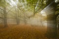 Autumn in a chestnut forest, Royalty Free Stock Photo