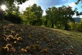 Autumn. Chestnut forest in the Tuscan mountains. Hedgehogs and chestnuts fall to the ground. Time for the chestnuts harvest. shot Royalty Free Stock Photo