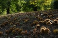 Autumn. Chestnut forest in the Tuscan mountains. Hedgehogs and chestnuts fall to the ground. Time for the chestnuts harvest. shot Royalty Free Stock Photo