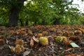 Autumn. Chestnut forest in the Tuscan mountains. Hedgehogs and chestnuts fall to the ground. Time for the chestnuts harvest. shot Royalty Free Stock Photo