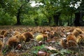 Autumn. Chestnut forest in the Tuscan mountains. Hedgehogs and chestnuts fall to the ground. Time for the chestnuts harvest. shot Royalty Free Stock Photo