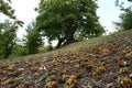 Autumn. Chestnut forest in the Tuscan mountains. Hedgehogs and chestnuts fall to the ground. Time for the chestnuts harvest. shot Royalty Free Stock Photo