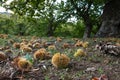 Autumn. Chestnut forest in the Tuscan mountains. Hedgehogs and chestnuts fall to the ground. Time for the chestnuts harvest. Royalty Free Stock Photo