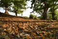 Autumn. Chestnut forest in the Tuscan mountains. Hedgehogs and chestnuts fall to the ground. Time for the chestnuts harvest. shot Royalty Free Stock Photo