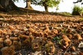 Autumn. Chestnut forest in the Tuscan mountains. Hedgehogs and chestnuts fall to the ground. Time for the chestnuts harvest. shot Royalty Free Stock Photo