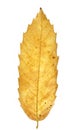 Autumn chestnut leaf