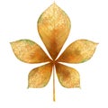 Autumn chestnut leaf