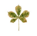 Autumn chestnut leaf. Watercolour illustration isolated on white background.