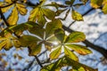 Autumn chestnut leafs