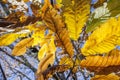 Autumn chestnut leaves Royalty Free Stock Photo